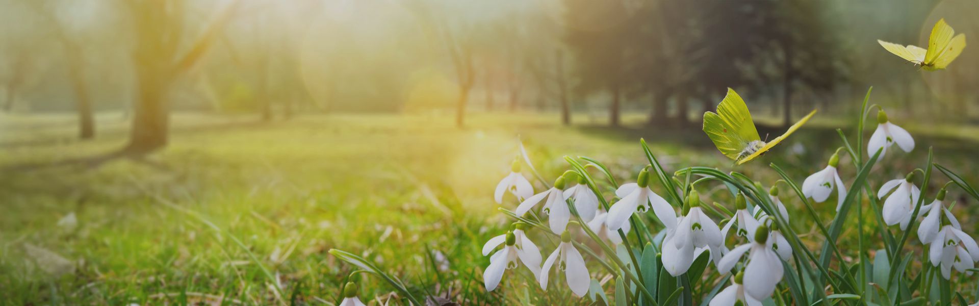 Cross Keys Estates - Residential Sales and Lettings - Spring is in the Air