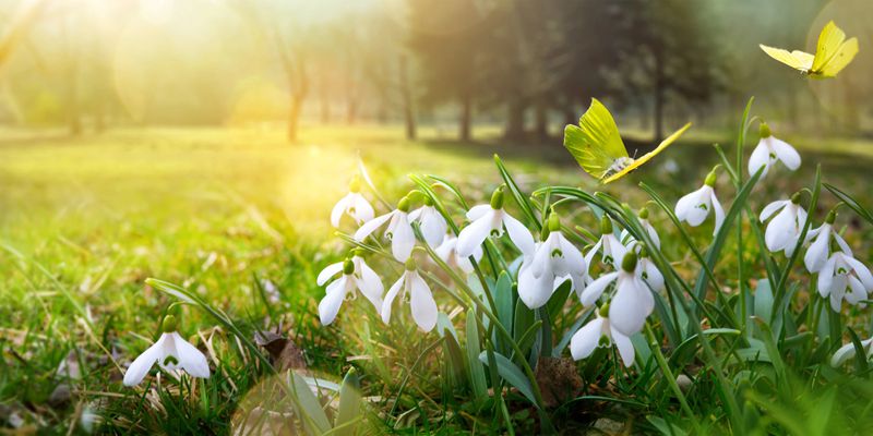 Cross Keys Estates - Residential Sales and Lettings - Spring is in the Air